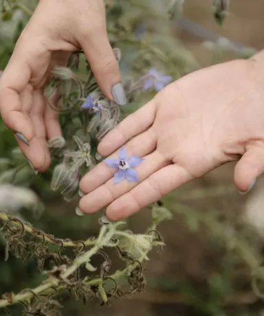 Unas manos sujetando una flor