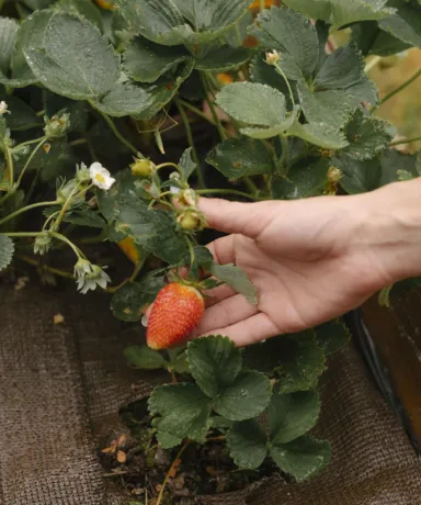 Mano recogiendo una fresa directamente de la planta