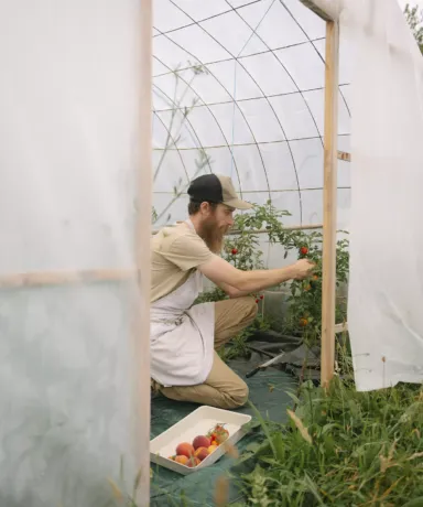 Iñaki recogiendo tomates cherri en un invernadero