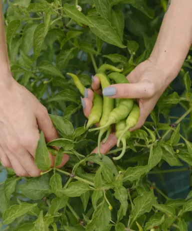 Manos recogiendo productos de la huerta